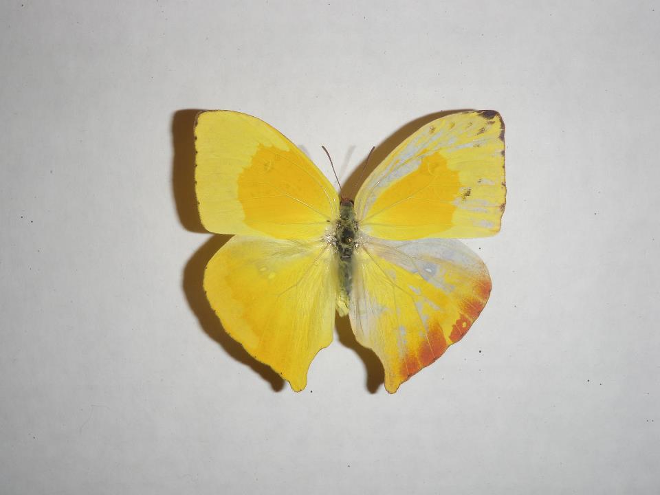 Phoebis rurina Gynandromorphs (Internet Image property of respective owner, non-commercial use only)